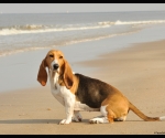 Cayenne op het strand