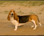 Cayenne op het strand