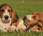 Bassetpups luierend in de middagzon