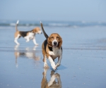 Bassets op het strand.