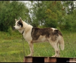 huskyfarm01