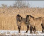 Konikpaarden in wintervacht