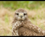 Buizerd