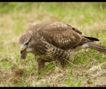 Buizerd met prooi