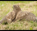 Buizerd