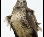 Buizerd