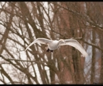 sloterplas09012010-06